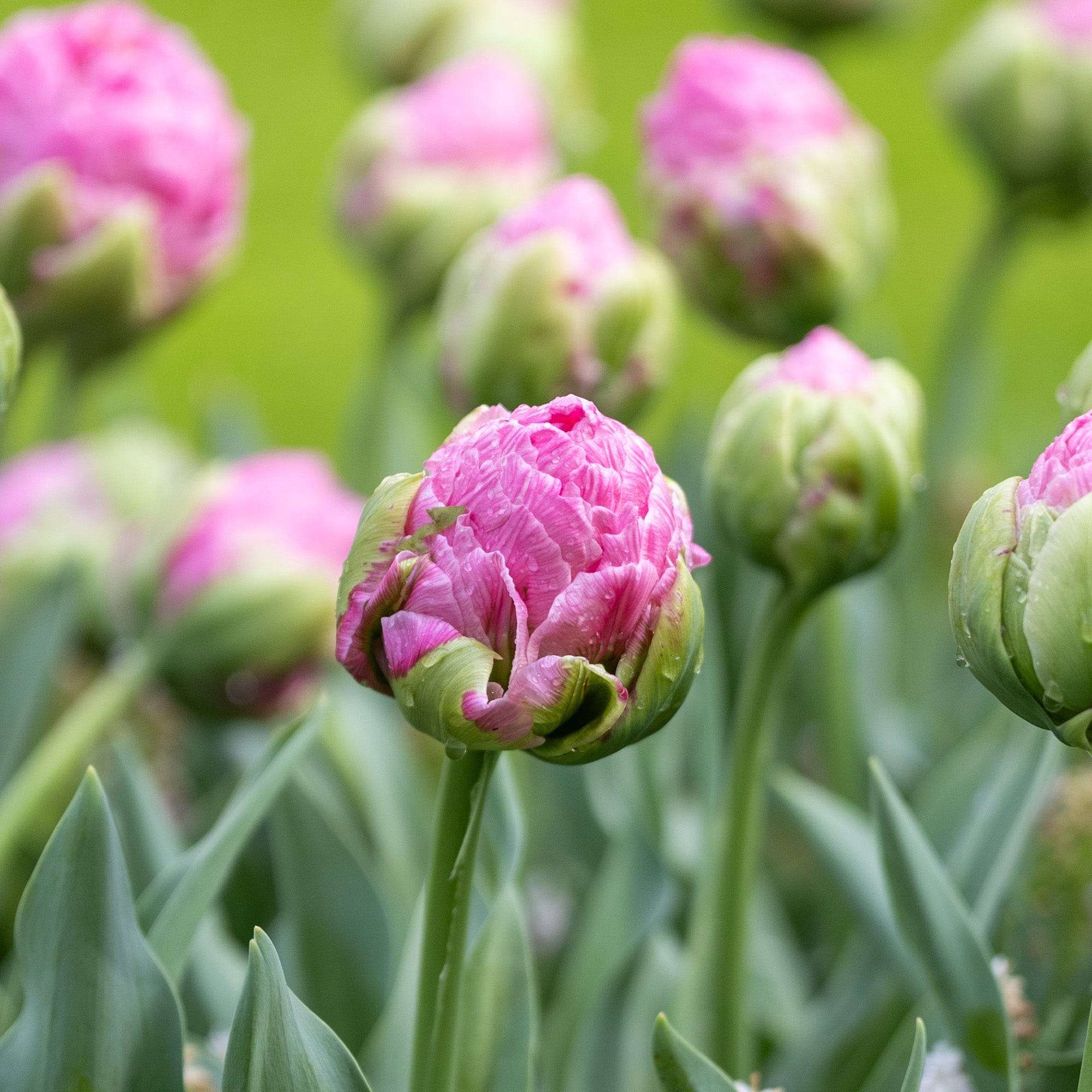 Tulpe 'Strawberry Cream'